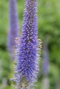 Siberian Veronicastrum sibiricum Sachalinense, close-up of a flower spike